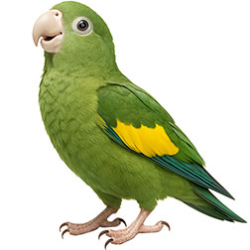 Parakeets (Small)